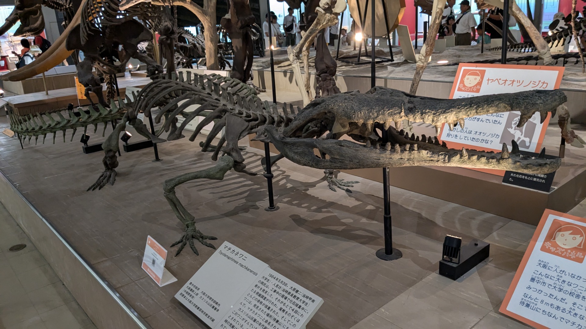 マチカネワニ / 撮影地: 大阪市立自然史博物館の写真